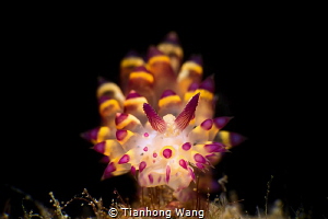 FIREWORKS
 by Tianhong Wang 